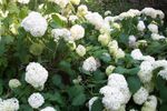 100_0812.JPG
