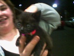 The woman here, the new mother, worked at a bide-a-wee shelter in the hamptons.  The mother cat abandoned her four babies.