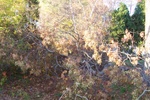 100_0605.JPG