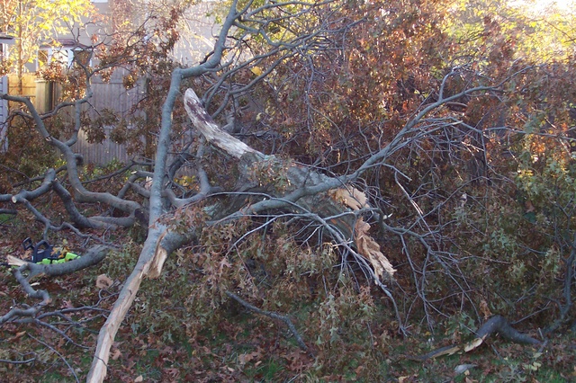 100_0606.JPG