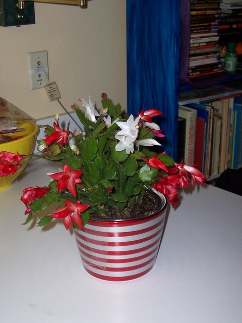 100_1576.JPG